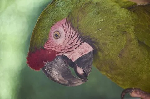 The look of parrot Foto stock