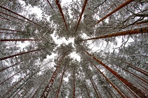Look up Stock Photos