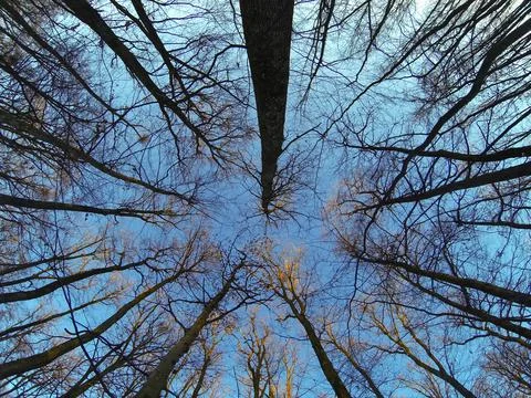 Look up Stock Photos