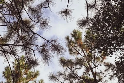 Look Up. Stock Photos