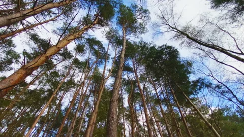 Look up into a pine forest where the tops whip back and forth in the wind. Stock Footage 269078335