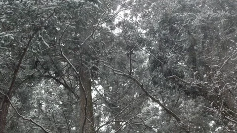 Look up to pine trees forest on mountain covered with snow in kurama mounta.. Stock Footage 284210969