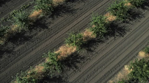 A look at the plantation. Ideally even rows of young and well-groomed trees Stock Footage 93177341