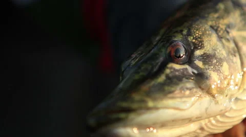 Look predator Video stock 49820044