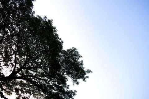 Look Up The Rain Tree Stock Photos