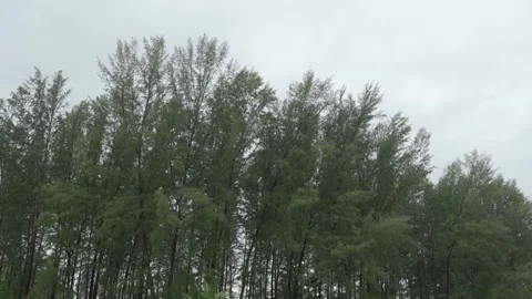 Look up to range of  beach pine tree among rainstorm with cloudy dark sky a.. 스톡 동영상 339570326