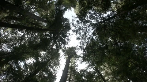 Look up at redwoods Stock Footage 41941197
