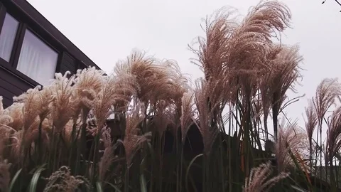 Look from reed plants to the autumn garden. Stock Footage 97376853