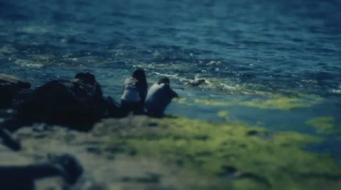 Look the sea Stock Footage 18184057