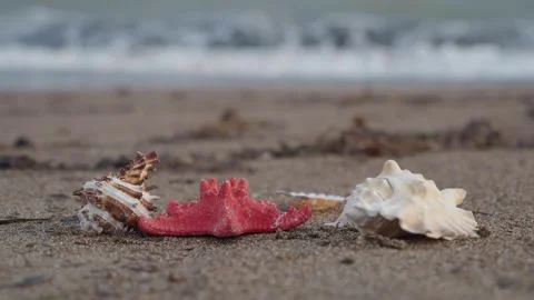 Look at shells on the sand at the beach Stock Footage 336882131
