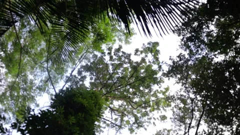 Look-Up Shot with Circling Camera Effect in the Philippine Rainforest Stock Footage 236142270