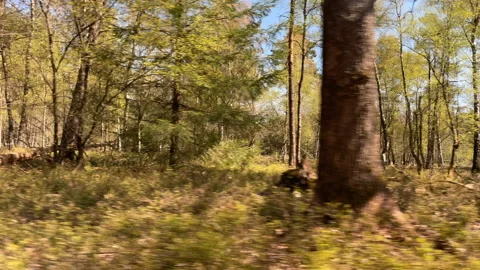Look sideways into the forest in Hoenderloo, Veluwe, Netherlands Stock-Footage 153451734