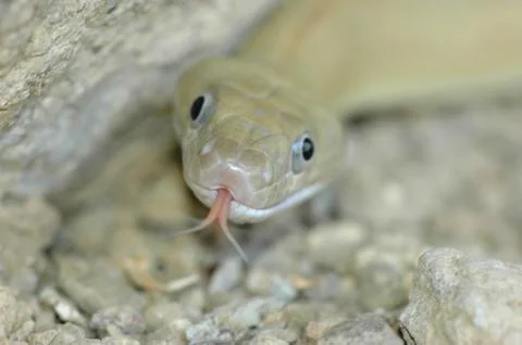 Look At This Silly Snake 스톡 사진