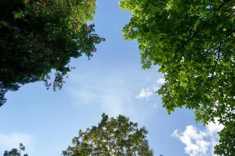 Look up to the sky and trees Foto stock
