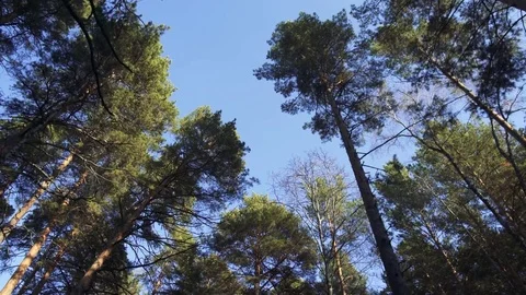 A look at the sky in autumn forest Stock-Footage 81693281