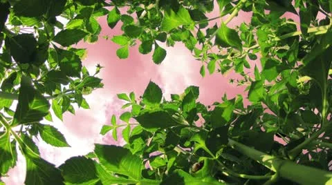 Look to the sky Stock Footage 11883481