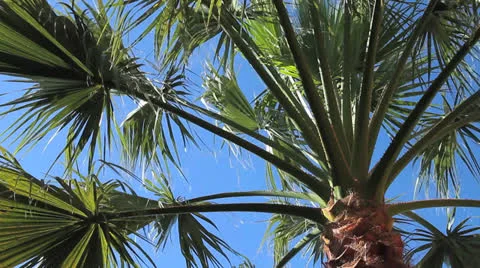 Look to the sky Stock Footage 23659248