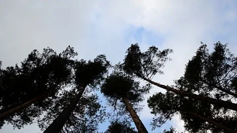 Look into the sky Stock-Footage 143988348