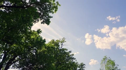 Look up at the sky, from the ground to the sky, 4k Stock Footage 308662568