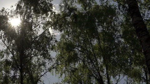 Look into the sky over the trees Video stock 39844595