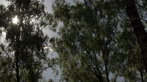 Look into the sky over the trees in motion Video stock 39844624