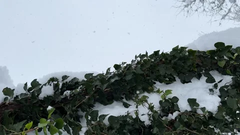 Look at sky snow flakes drop to earth from cloudy sky cold winter Stock Footage 269490237