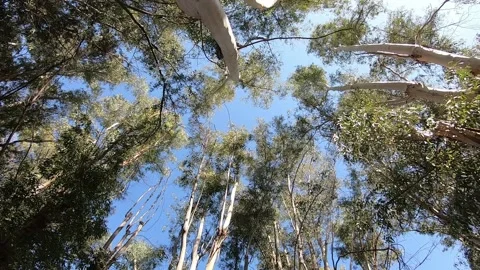 Look at the sky through the eucalyptus tree tops Stock Footage 145470782