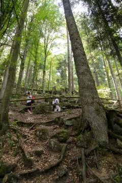 A look skyward through the dense trees of the Black Forest (Triberg, Germany) Stock Photos