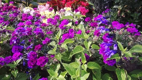 Look to the snapdragons Video stock 120055144