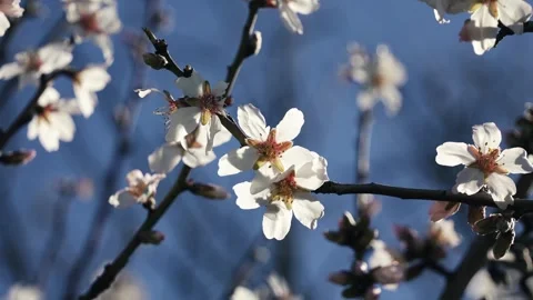 Look up at spring blooms on a tree with blue sky Stock Footage 264236751