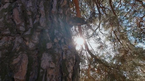 A look at the sun through pine branches and needles, a sunbeam Stock Footage 127215619