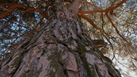 A look at the sun through pine branches and needles, a sunbeam Stock Footage 127215621