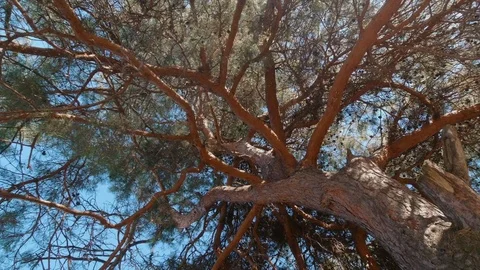 A look at the sun through pine branches and needles, a sunbeam Stock Footage 127215633