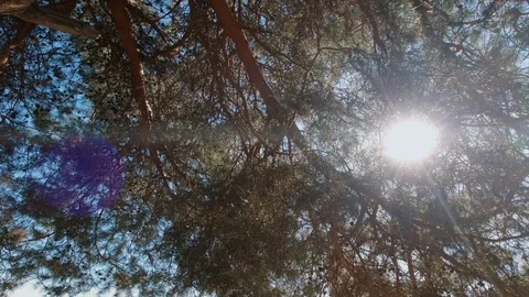 A look at the sun through pine branches and needles, a sunbeam Stock Footage 127215669