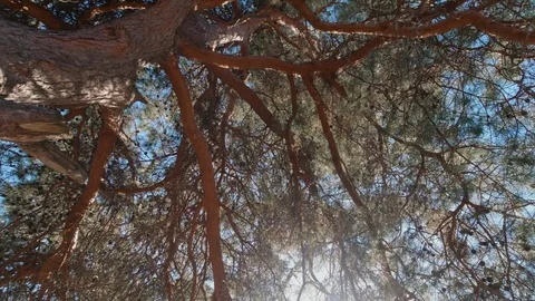 A look at the sun through pine branches and needles, a sunbeam Stock Footage 127215776
