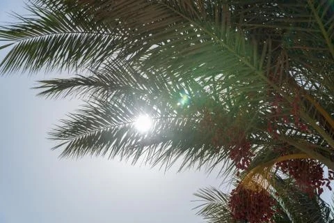 A look at the sun from under the date palm Stock Photos