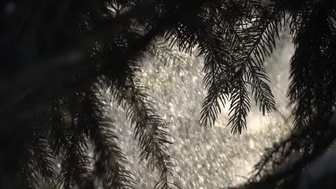 Look at sunny snowstorm through fir branches. Stock Footage 86042753