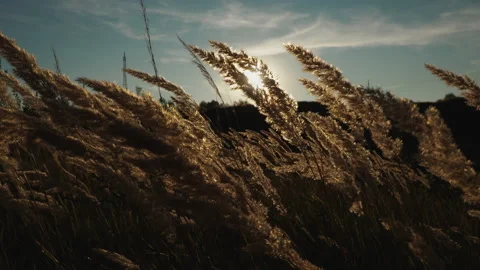 Look at the sunset through the spikelets that move in the wind Stock Footage