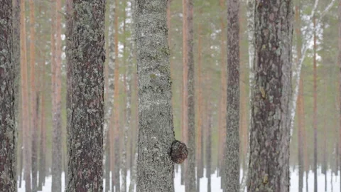 A look of the tall birch tree in the forest Stock Footage 152669249