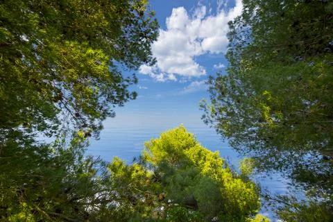 Look through the branches of wild pine in the Mediterranean scrub Stock Photos