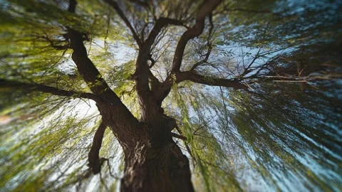 Look up through the crown of the tall weeping willow tree as sun rays Stock-Footage 246672839