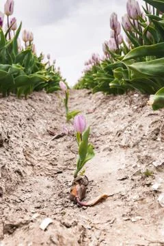 Look through Dutch bulb fields with wild single tulips Stock Photos
