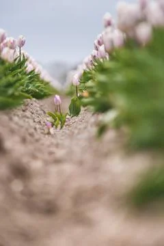 Look through Dutch bulb fields with wild single tulips Stock Photos