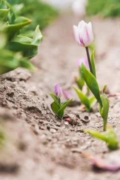 Look through Dutch bulb fields with wild single tulips Stock Photos