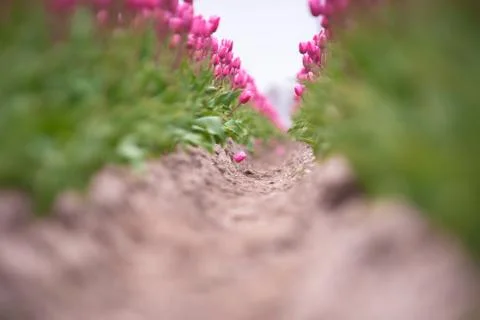 Look through Dutch bulb fields with wild tulips Stock Photos