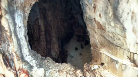 Look in Through a Hole in a Tree to See Bees in Beehive! Stock Footage 145882444