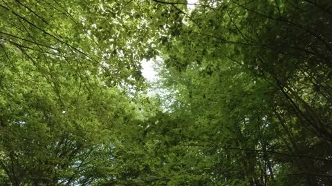 Look up through lush green maple trees Stock Footage 341770916