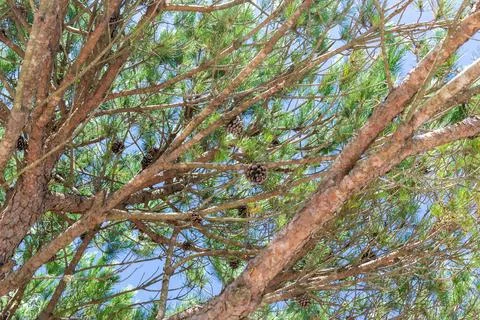 Look up through lush green pine tree branches adorned with rustic pine cones  Stock Photos