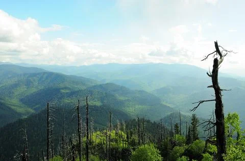 A look through the old tree trunks to the mountain peaks overgrown with conif Stock Photos