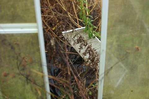 Look Through Open Sliding Door of Private Garden Greenhouse Ravaged by Clim.. Stock Photos